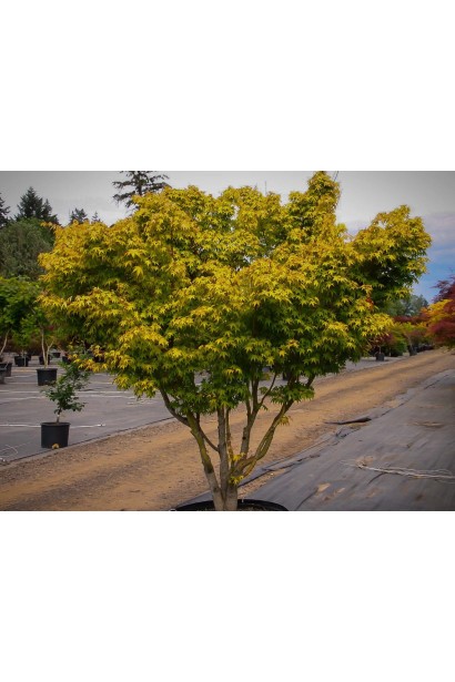 Молоде дерево клена Катсура (Acer palmatum Katsura).  